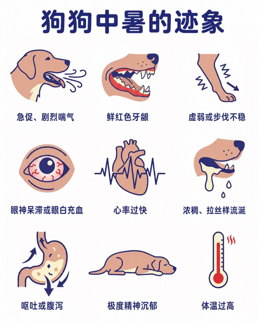 边牧寄养5小时死亡,店家说