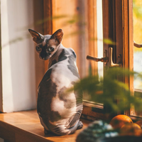 Kocat无毛猫脂溢性皮炎|药浴or普通沐浴露别瞎选✨