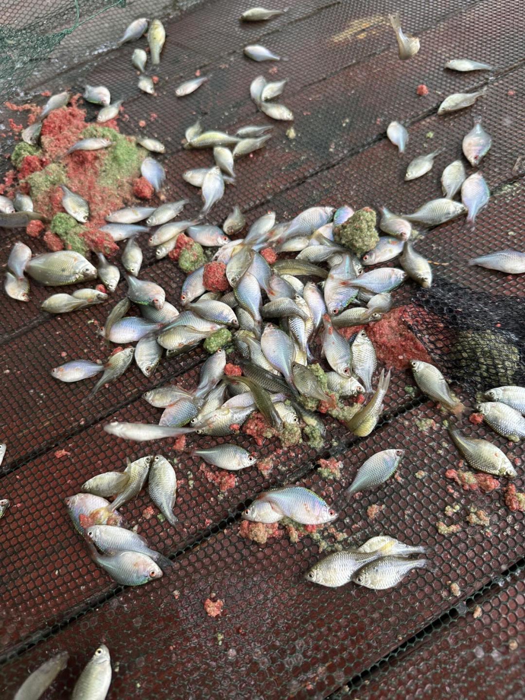 0元野采的鳑鲏，为啥到家三天就成片死？八月野采回家前，先过这4关