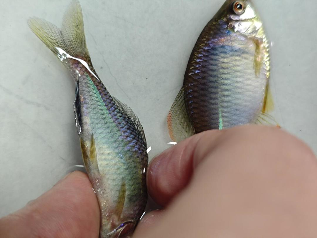 0元野采的鳑鲏，为啥到家三天就成片死？八月野采回家前，先过这4关
