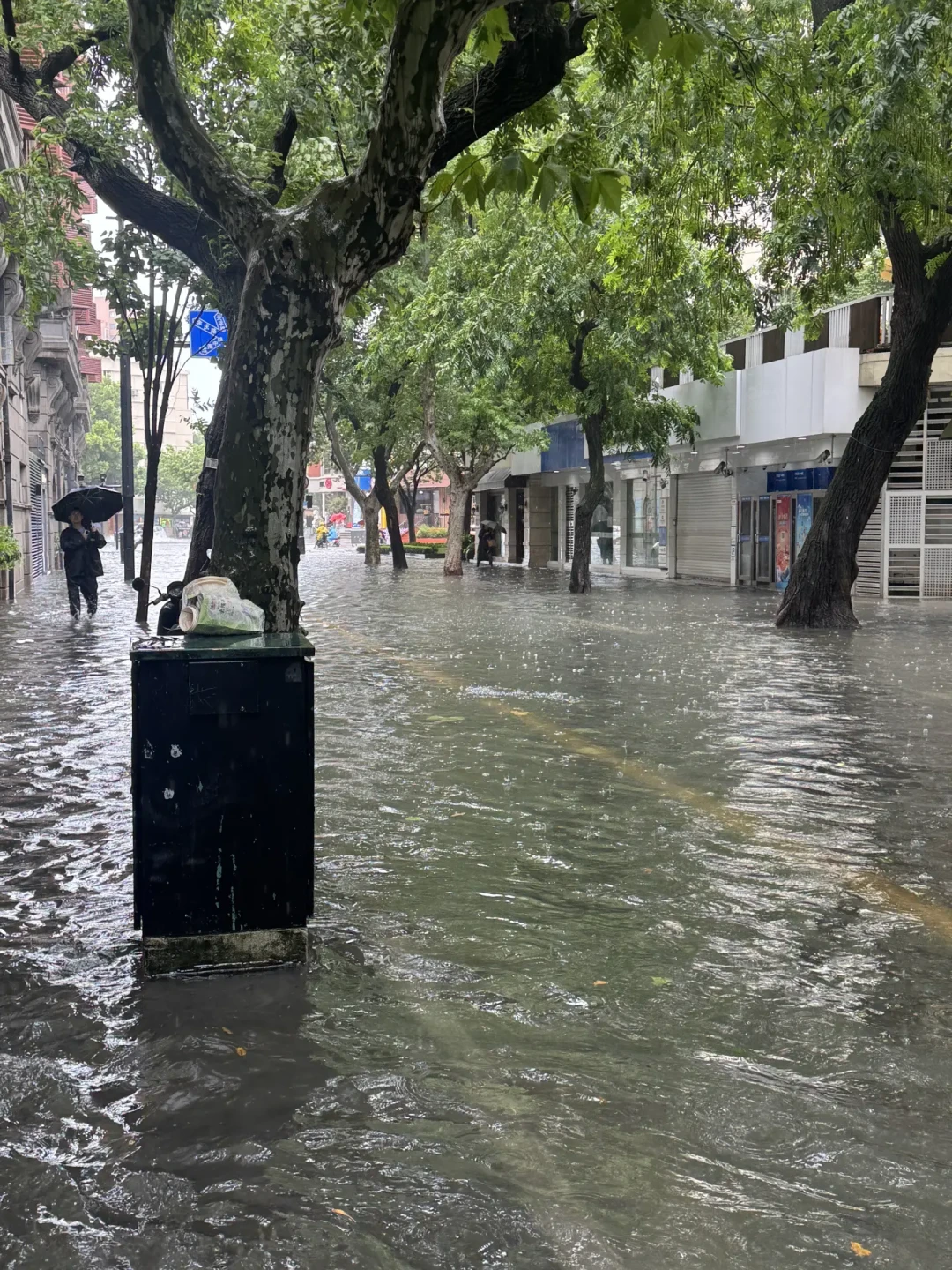 两周前台风“白海豚”淹了1000多条狗:“沙德尔”又要来,华东遛狗人还剩几天窗口期