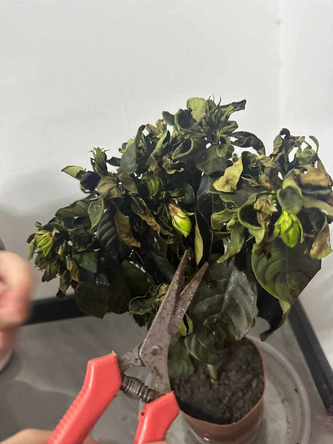 栀子花