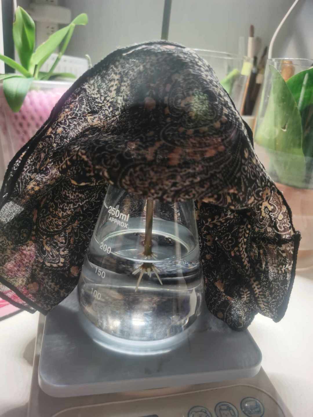 栀子花