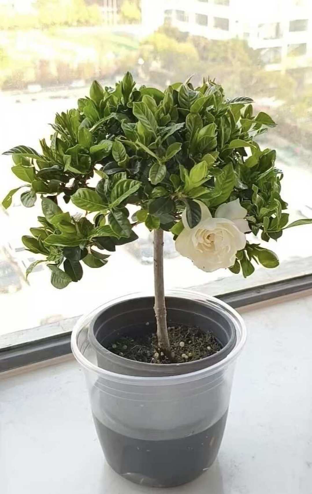 栀子花