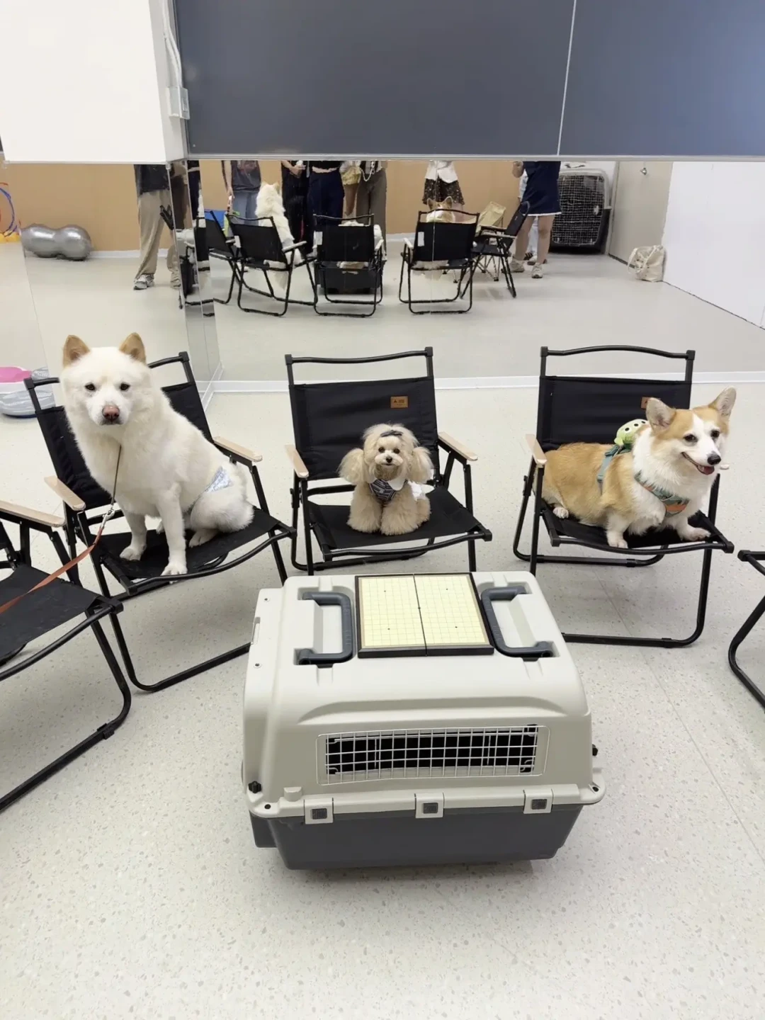 花1.58万送柴犬