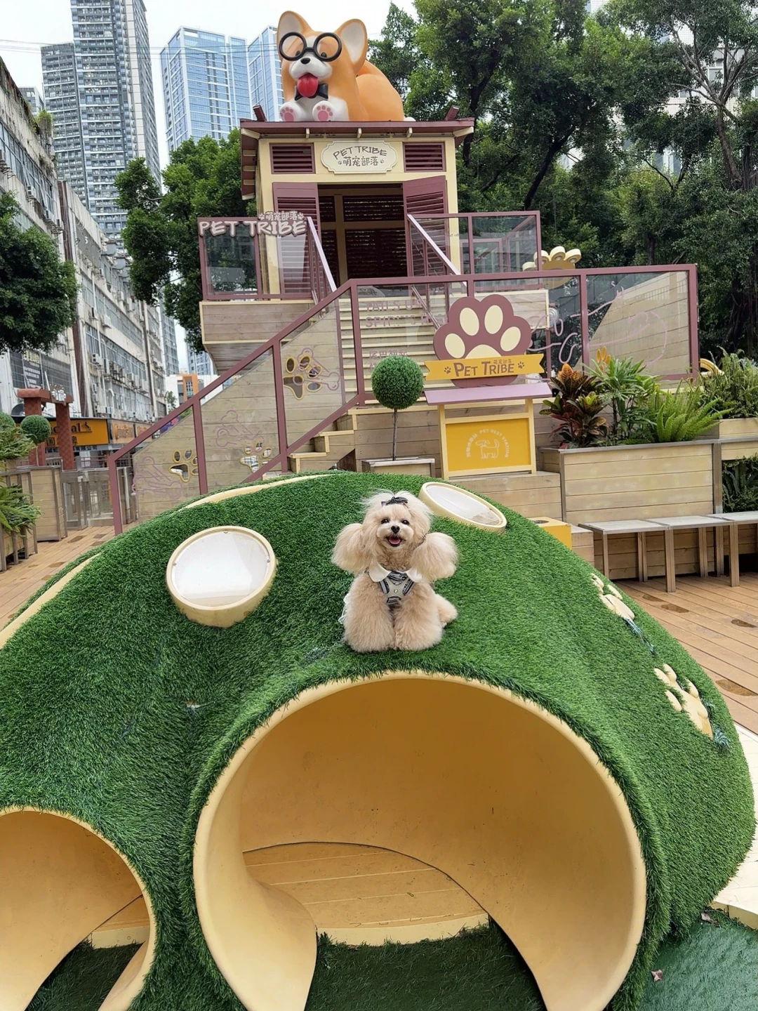 花1.58万送柴犬