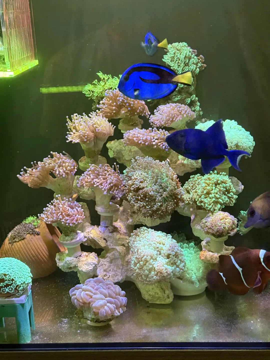 海缸开缸,爆藻一个月还是7天下鱼?翻了全网两派的翻车记录,答案不是天数