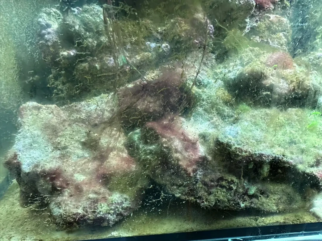 海缸开缸,爆藻一个月还是7天下鱼?翻了全网两派的翻车记录,答案不是天数