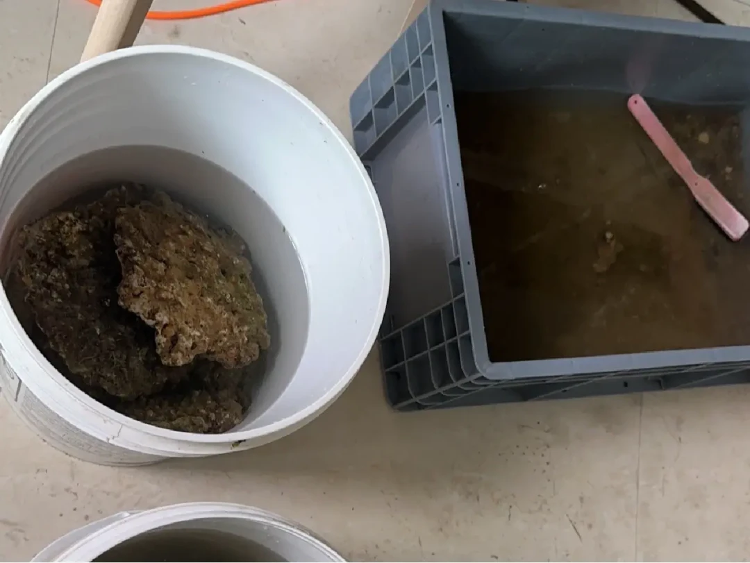 海缸开缸,爆藻一个月还是7天下鱼?翻了全网两派的翻车记录,答案不是天数