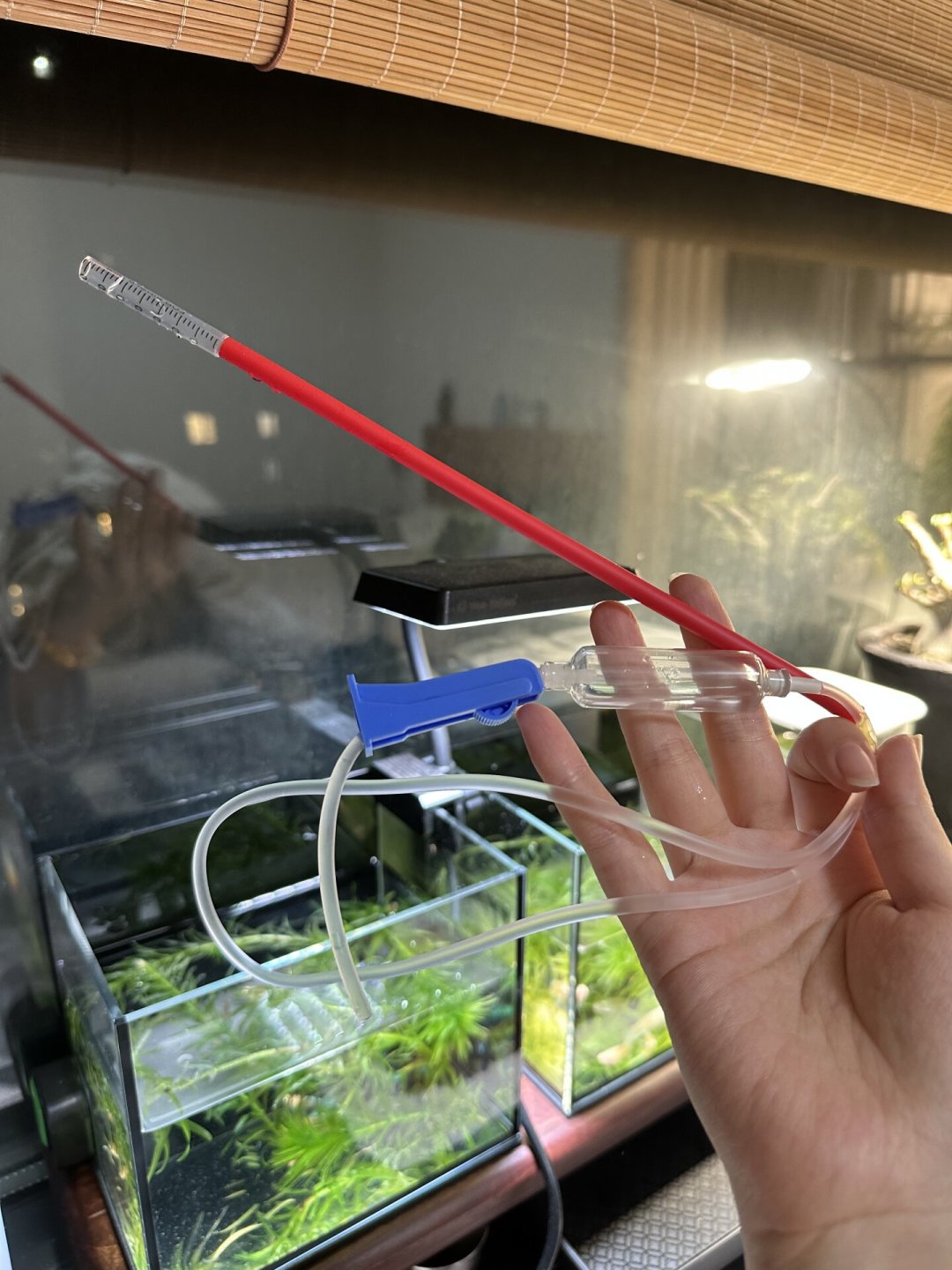 裸缸的鱼便不用天天吸:把吸便从每天一次降到一周一次的4条路线,10块钱到300块