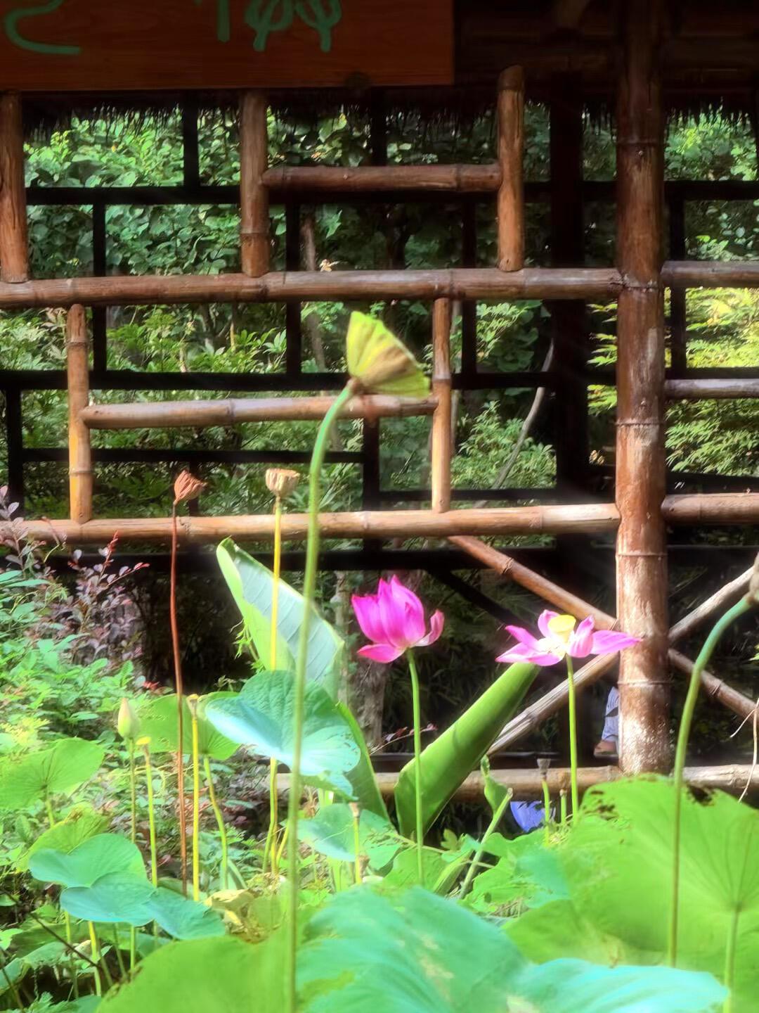 拙政园荷花展8月底闭幕:错过盛花期,还值不值80元门票?翻完近两周游客实拍给你答案