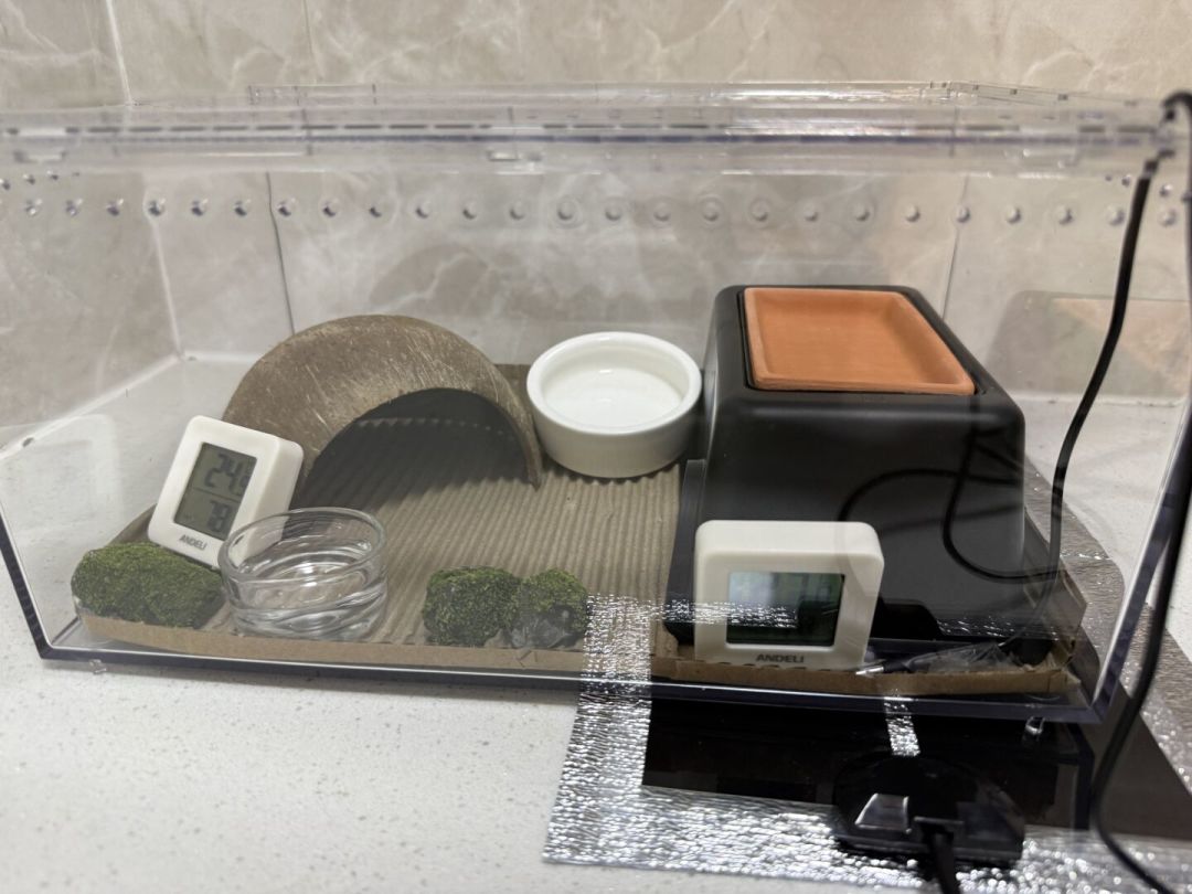 处暑别急着松口气:秋老虎的温差比三伏天更要命,养守宫、蛇、龟的先对照这张表自查