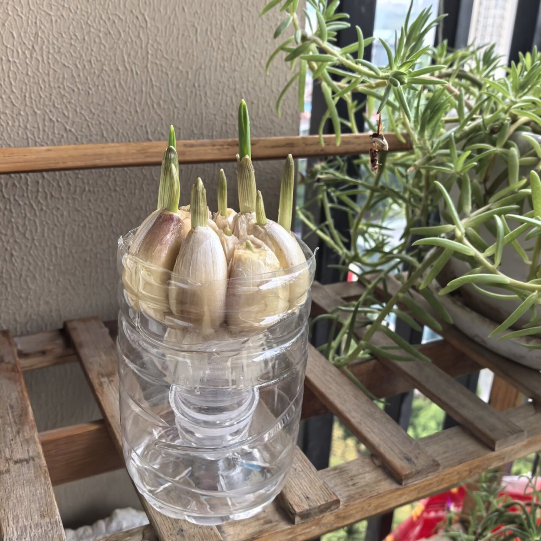 生菜超过30℃就不发芽:8月下旬正是水培蔬菜的入场窗口,怎么选、加不加营养液、花多少钱,一次讲清