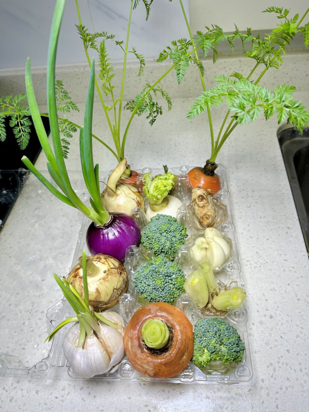 生菜超过30℃就不发芽:8月下旬正是水培蔬菜的入场窗口,怎么选、加不加营养液、花多少钱,一次讲清