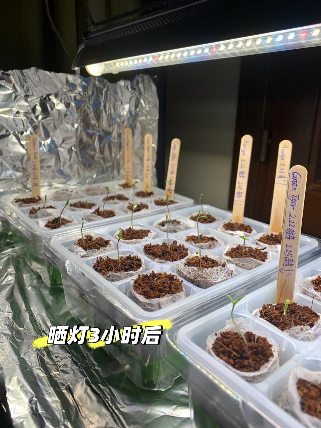 晒了蔫,不晒徒长:八月秋播的苗,为什么出芽之后死得最多