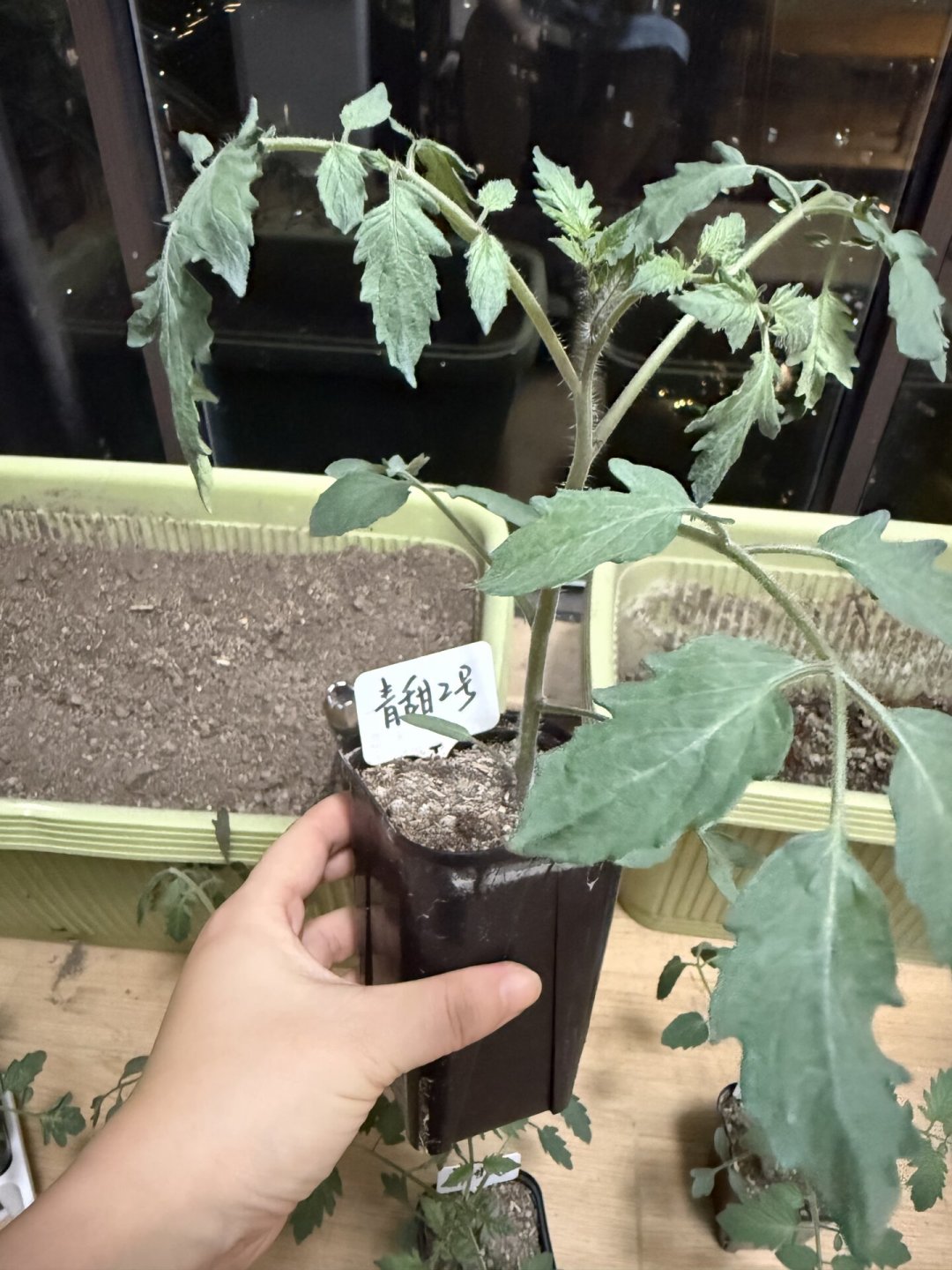 晒了蔫,不晒徒长:八月秋播的苗,为什么出芽之后死得最多