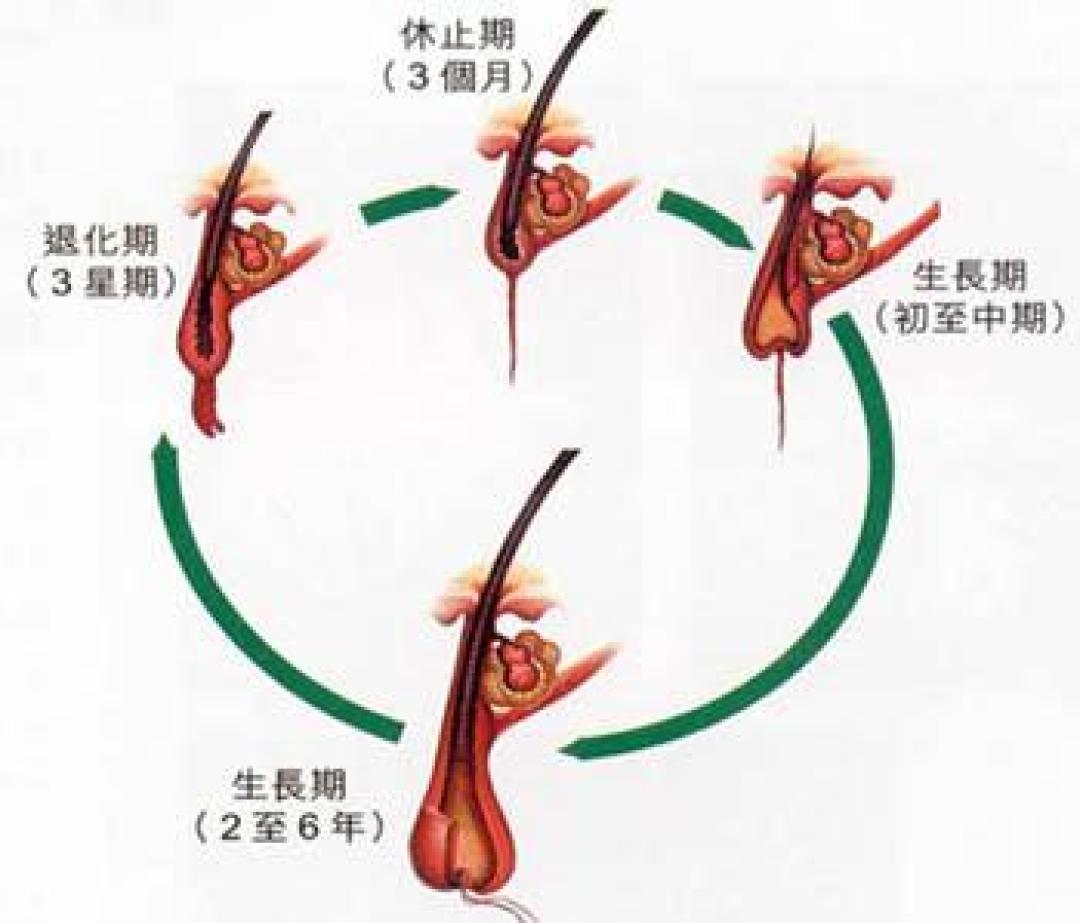 立秋后头发一把一把掉?先别急着下单防脱洗发水,分清“掉发”和“脱发”再说