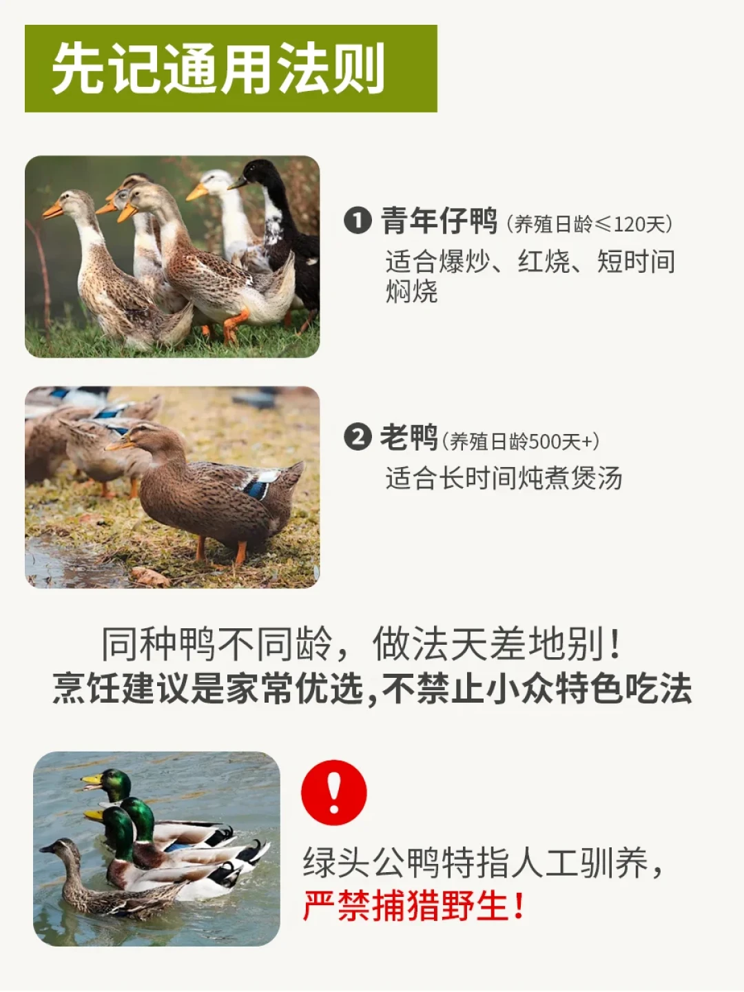 处暑还有2天,鸭子别买错:老鸭嫩鸭怎么选、三大流派怎么吃、料包值不值,一文说清