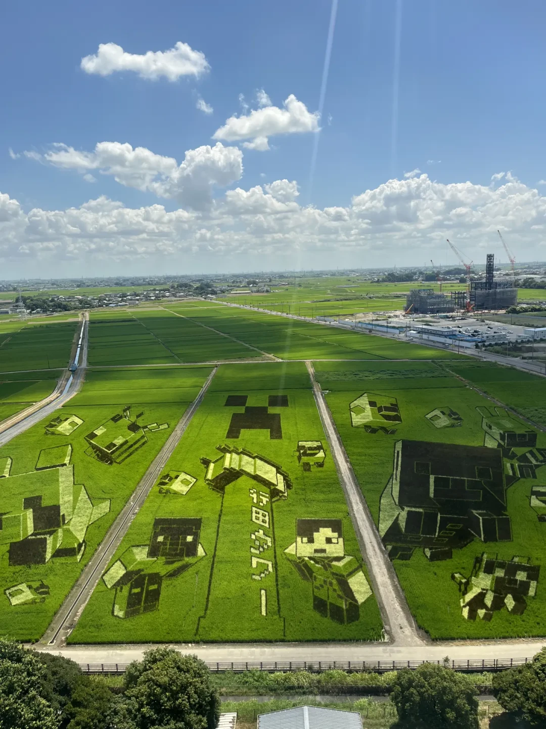 去年画鬼灭,今年画Minecraft:埼玉2.8万平米世界最大稻田画正当季,东京1.5小时一日往返攻略