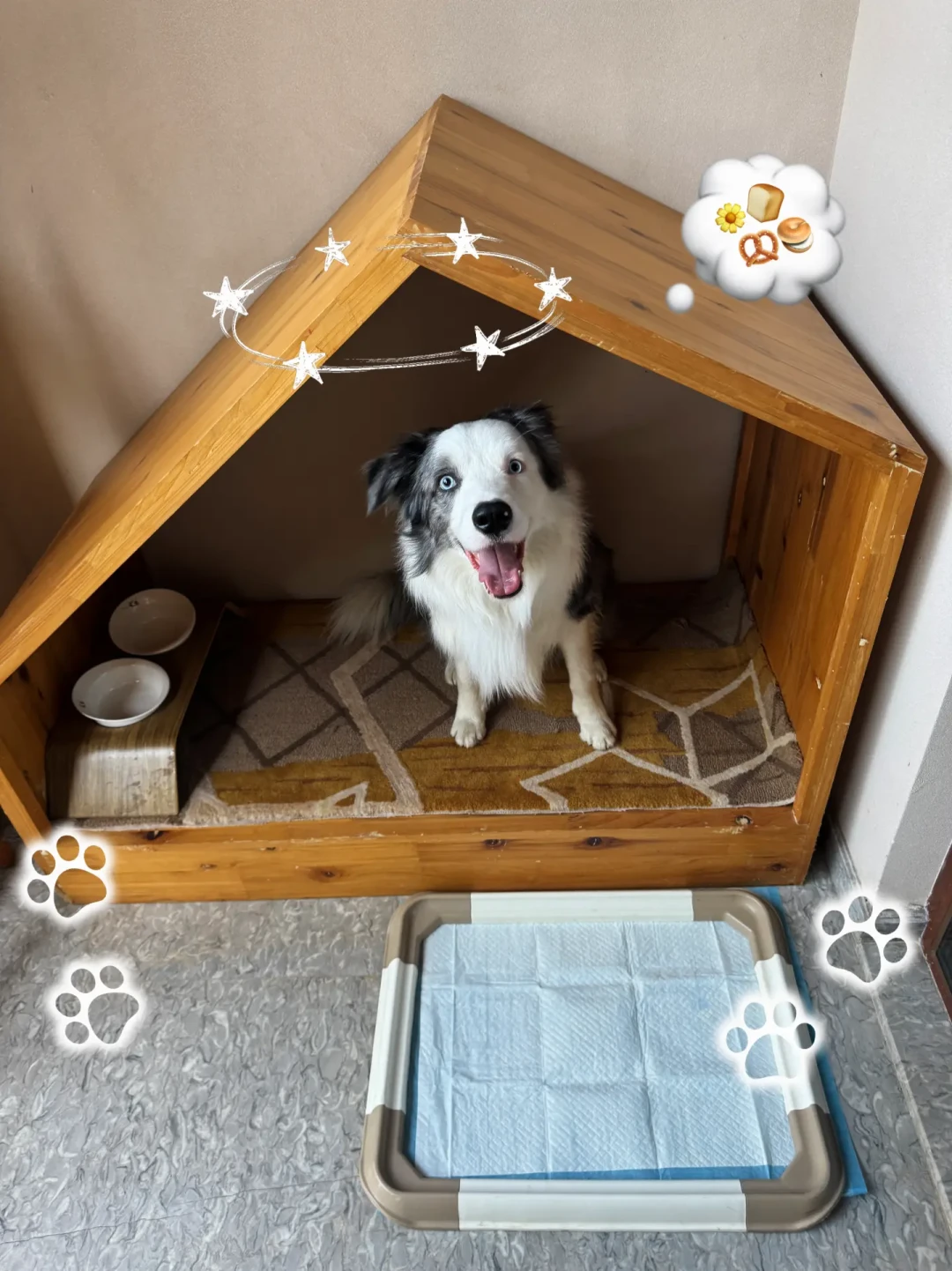 清洁费比房费贵、大型犬当场被拒：“宠物友好”酒店里，多少是真的