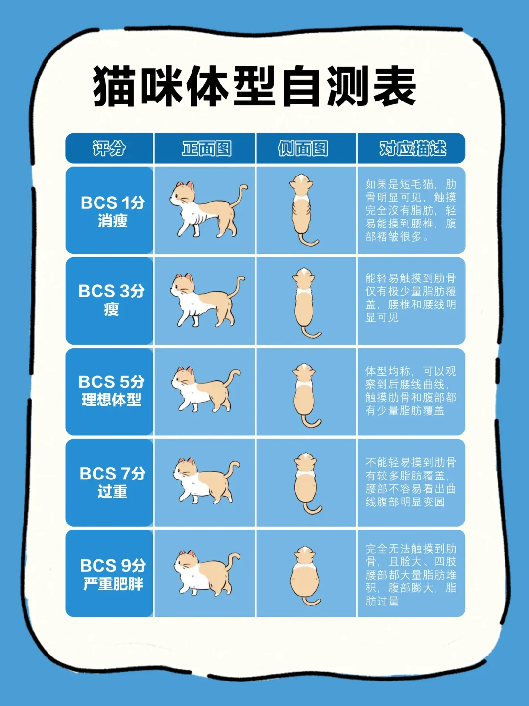 你的猫可能一直被喂多了:室内绝育猫喂食量计算表,从热量到克数