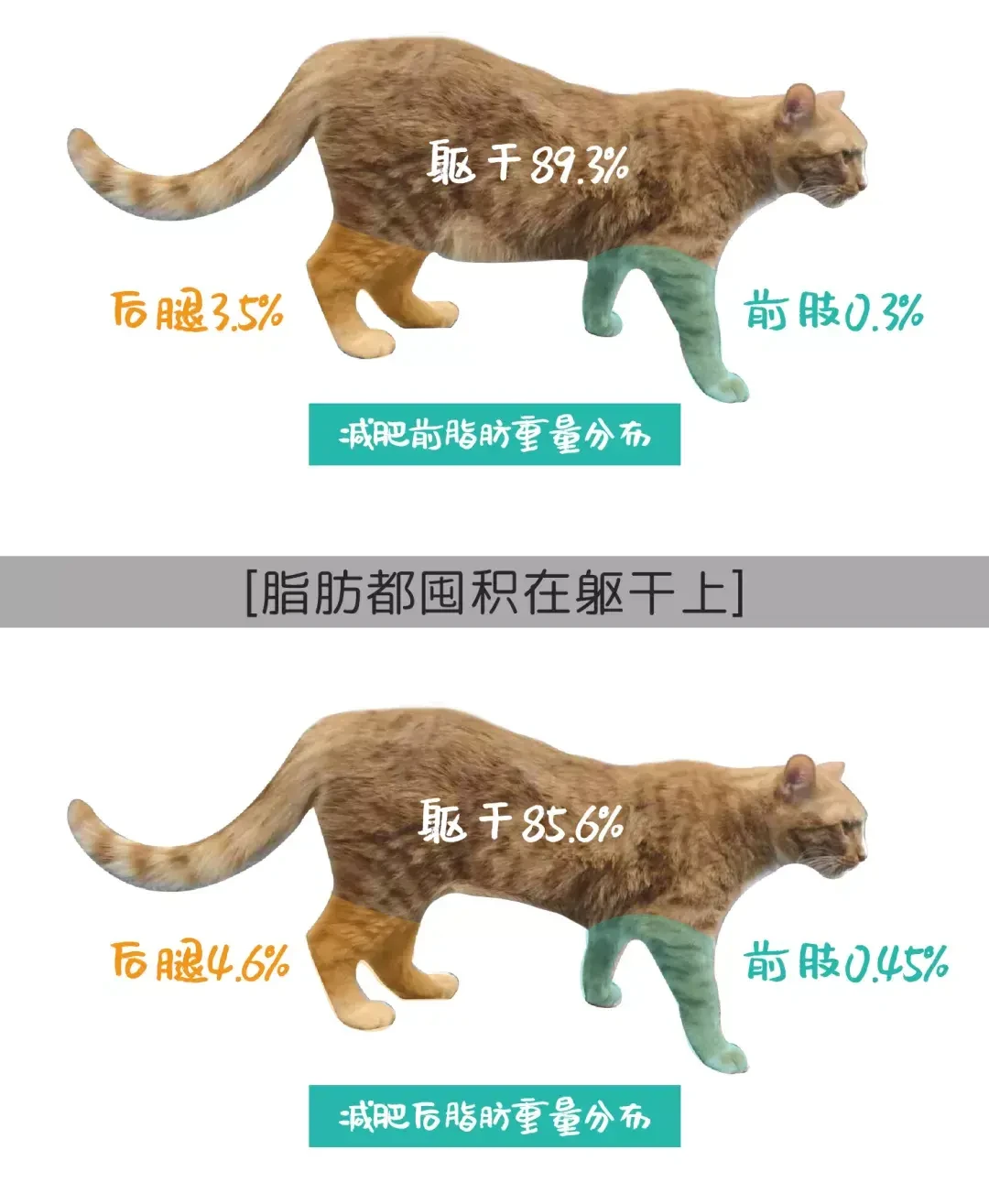 你的猫可能一直被喂多了:室内绝育猫喂食量计算表,从热量到克数