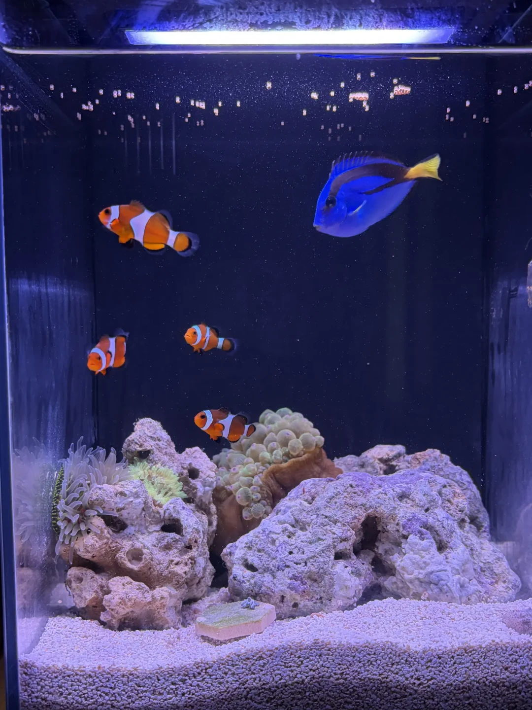 首日82.87万,没打过《汪汪队》:瓦力遇冷,《海底总动员》何时重返大银幕?