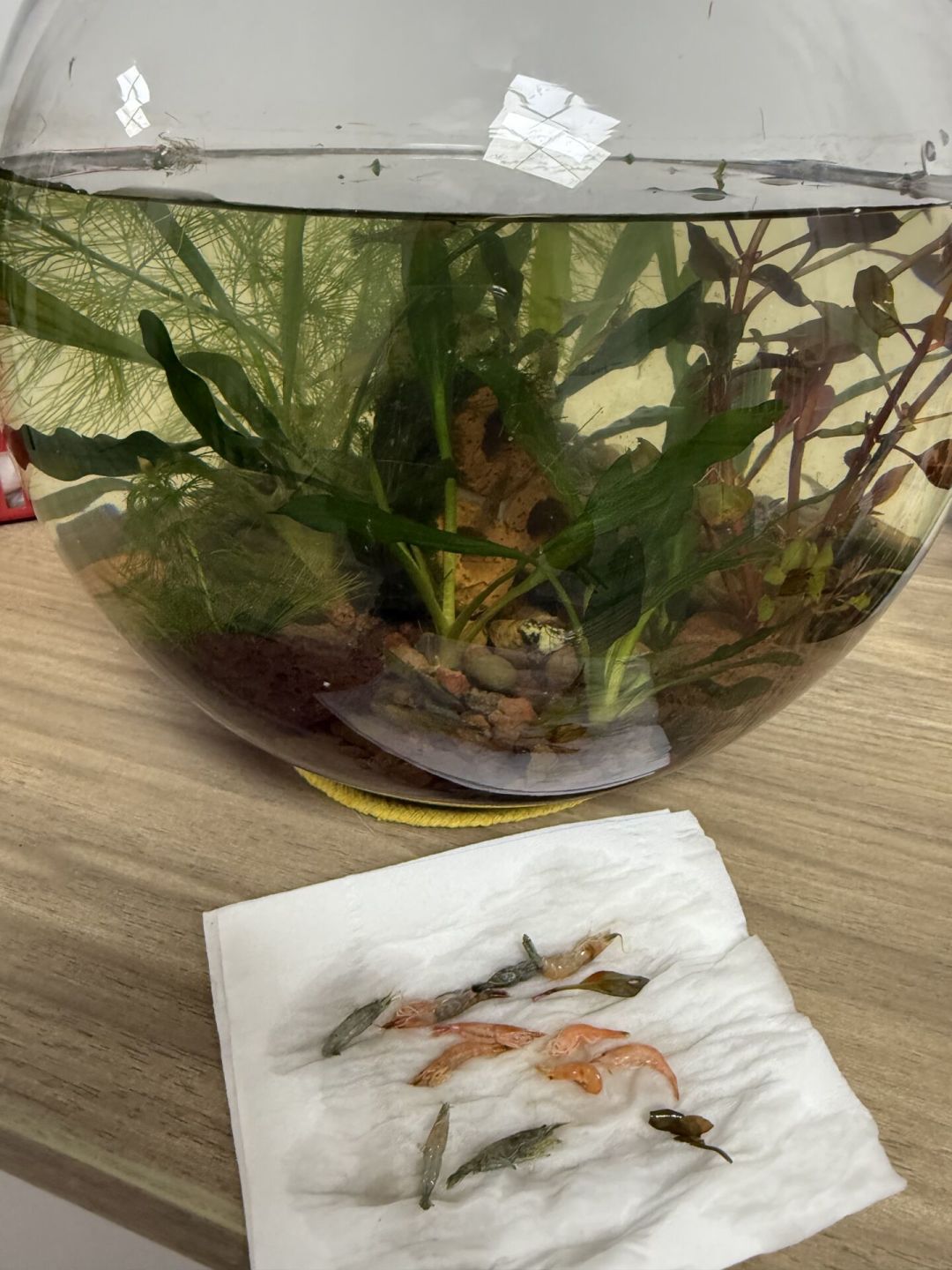 挖了7份真实的生态缸开缸账单:30元能开缸,最容易白花钱的却不是设备