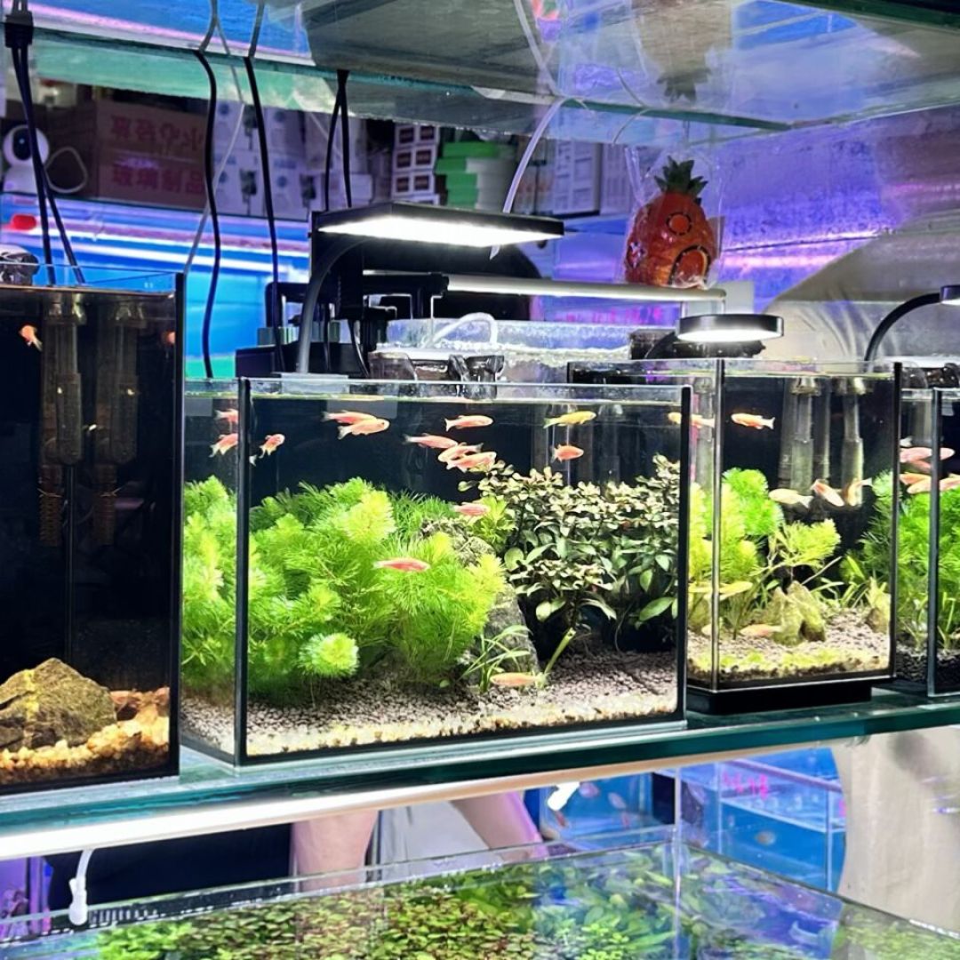 挖了7份真实的生态缸开缸账单:30元能开缸,最容易白花钱的却不是设备