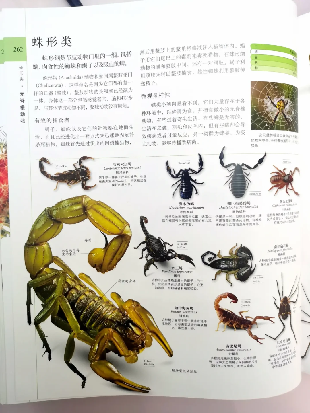 DK新书《自然的形状》刷屏俩月，但家里有《博物大百科》的先别急着下单