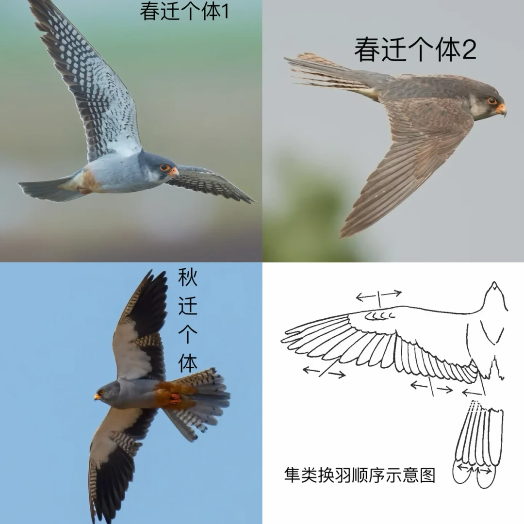 这周日百望山开山:把全国的