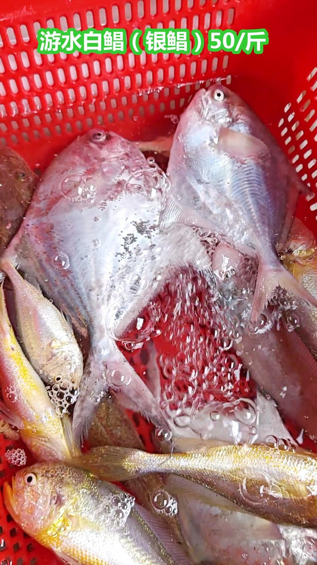 南海开渔第5天:游水白鲳降到50元一斤,顺手把粤式清蒸鱼“先泼油还是先淋汁”的争议说清楚