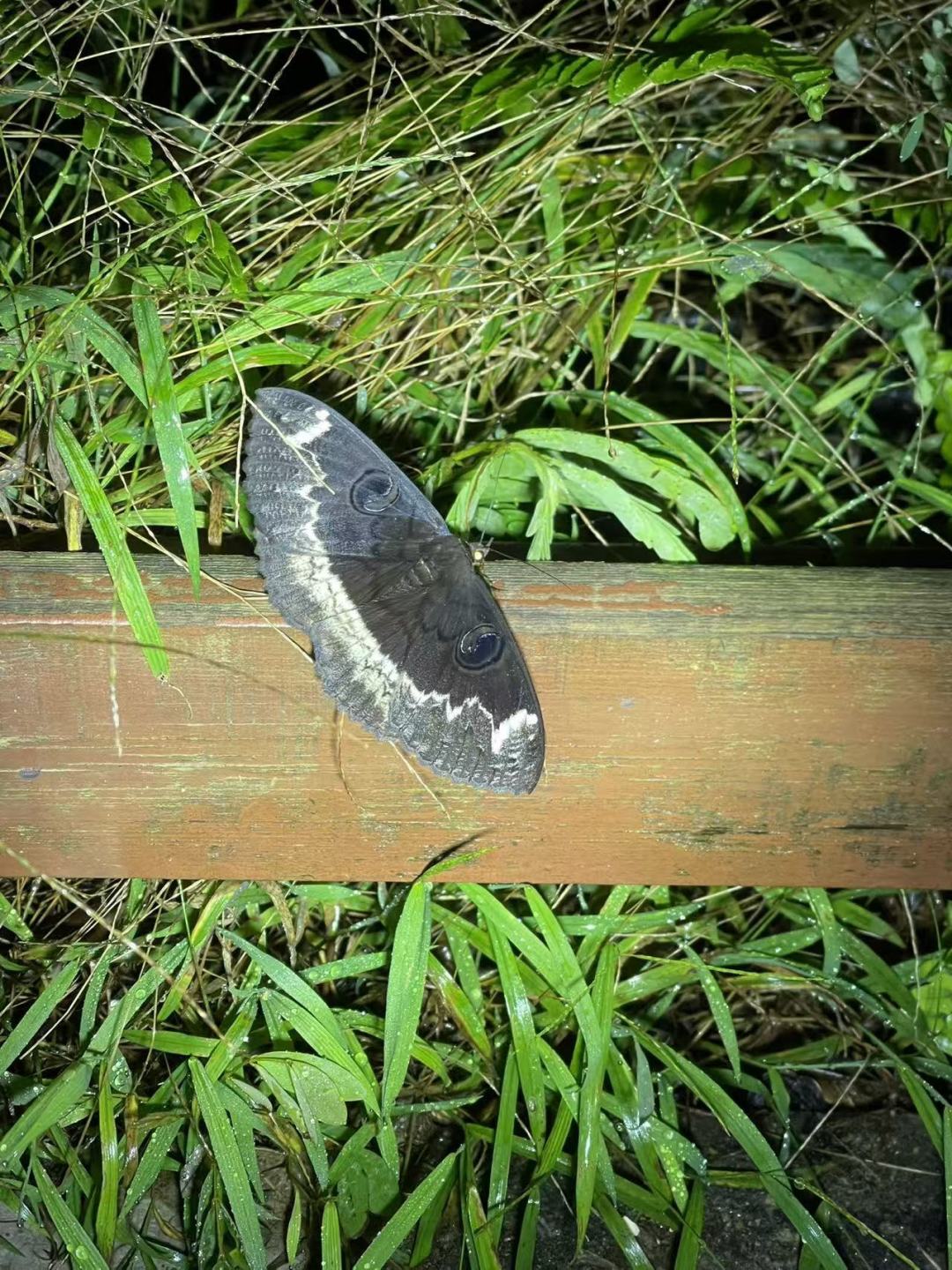 8月萤火虫已经退场,“甲虫天团”来了:暑假尾巴上花钱雨林夜观前,先把这三件事想清楚