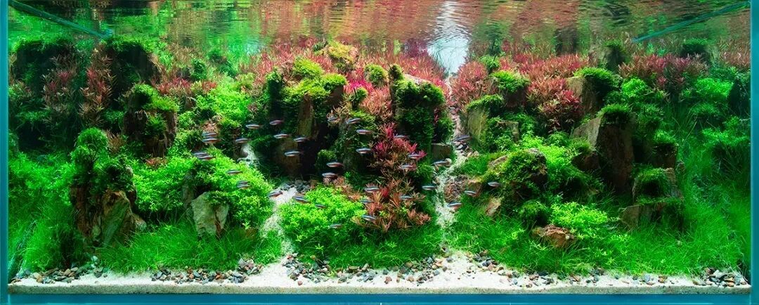 再过两天出伏,先别急着把草缸切回“秋天模式”:尼特利用户的出伏前一周设置和3个切换信号