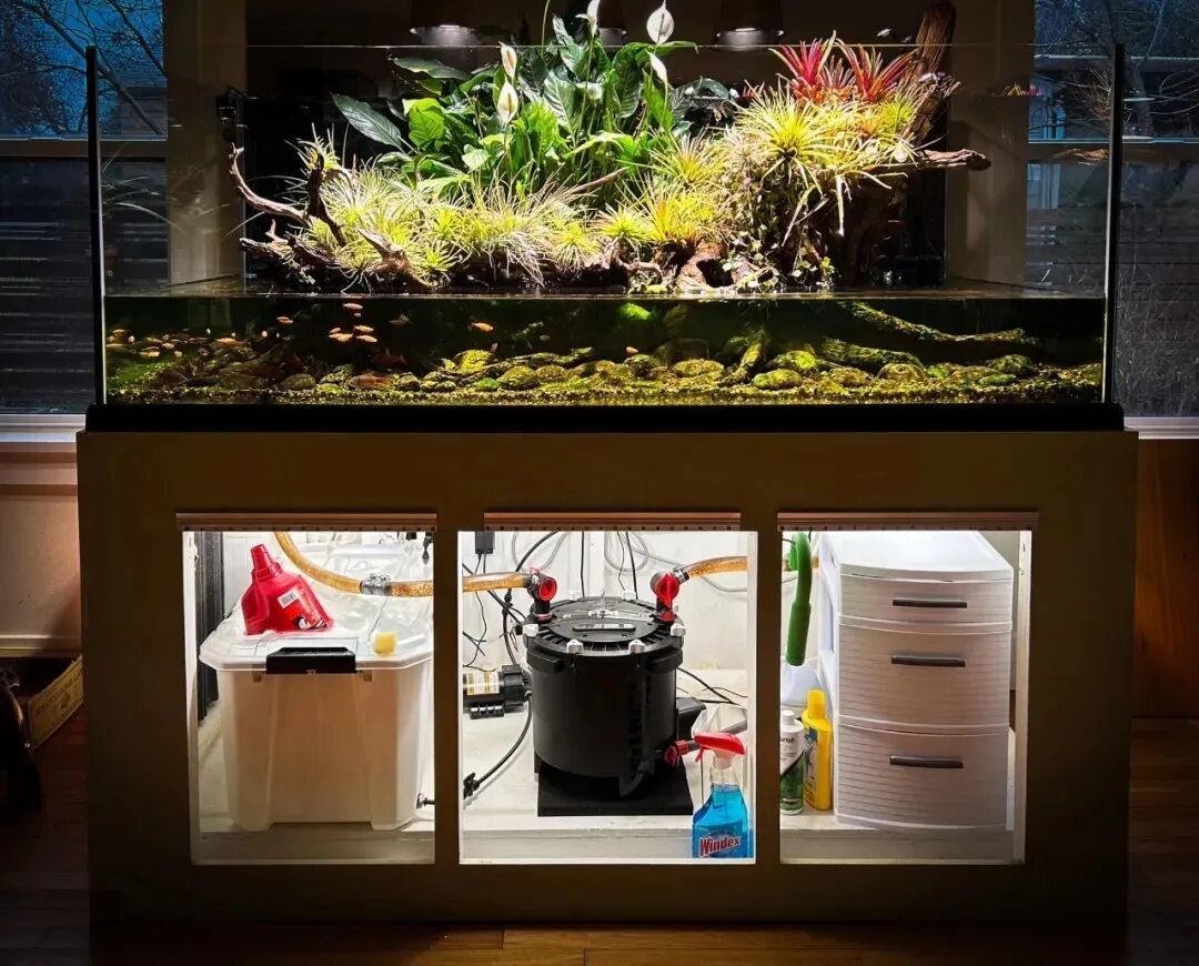 再过两天出伏,先别急着把草缸切回“秋天模式”:尼特利用户的出伏前一周设置和3个切换信号