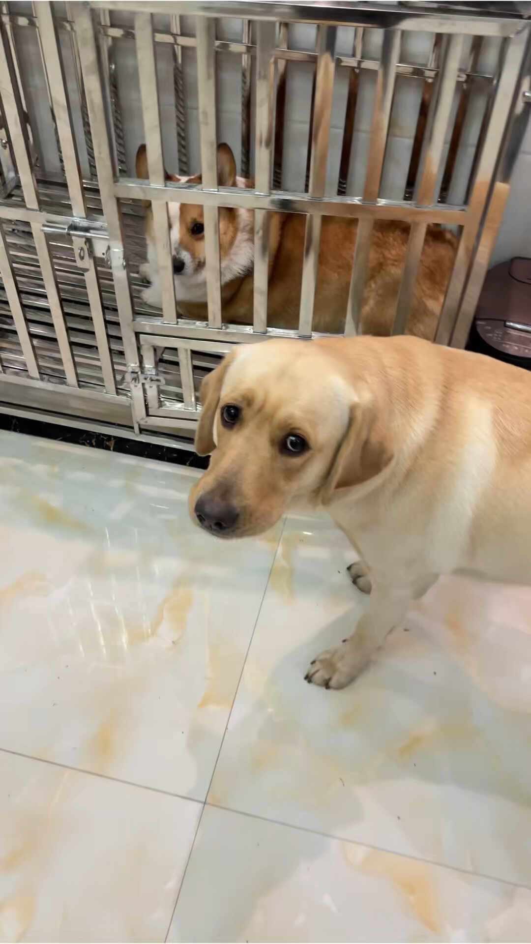 持牌训犬师被寄养9天的狗咬死:那次“失控”的预警信号,其实每天都在你家出现