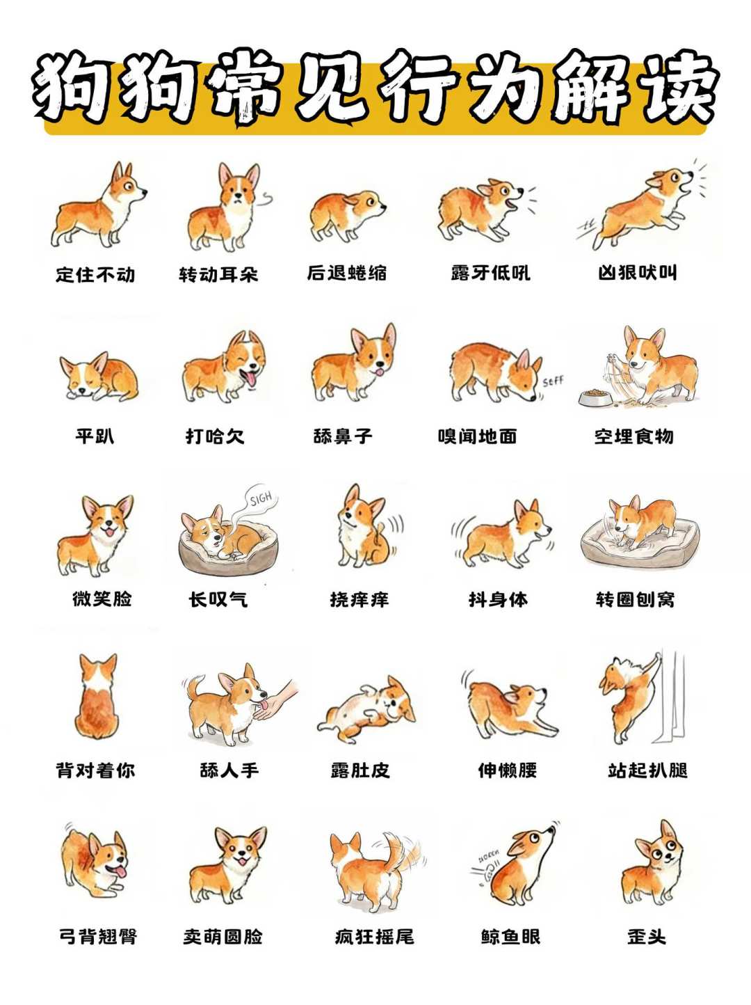 持牌训犬师被寄养9天的狗咬死:那次“失控”的预警信号,其实每天都在你家出现