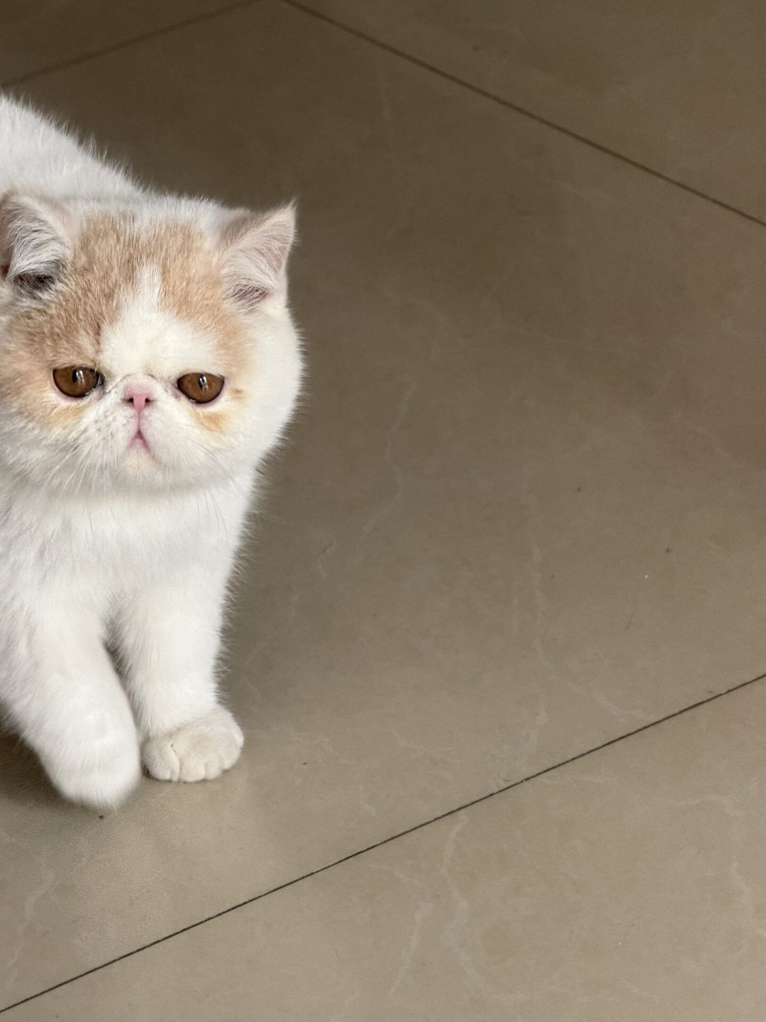 加菲猫泪痕去不掉?先别急着下单泪痕粉:这个“出厂设置”问题要的不是“治”,是“管理”