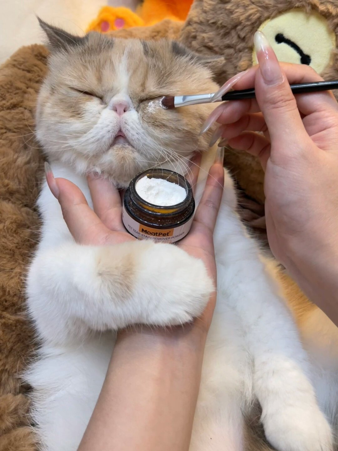 加菲猫泪痕去不掉?先别急着下单泪痕粉:这个“出厂设置”问题要的不是“治”,是“管理”