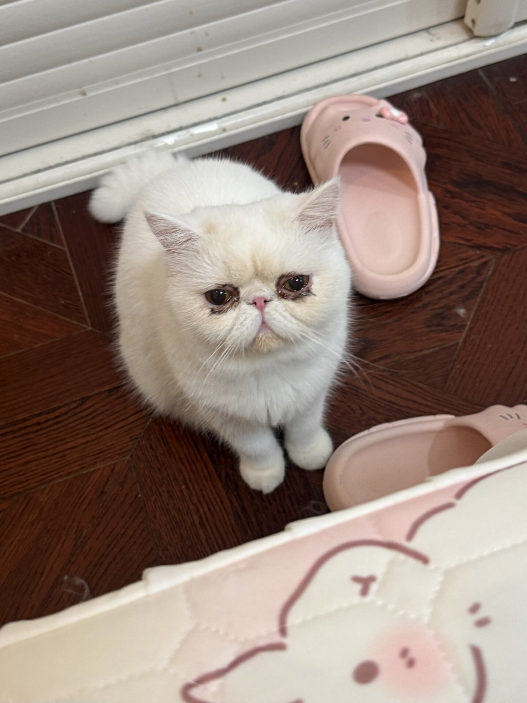 加菲猫泪痕去不掉?先别急着下单泪痕粉:这个“出厂设置”问题要的不是“治”,是“管理”