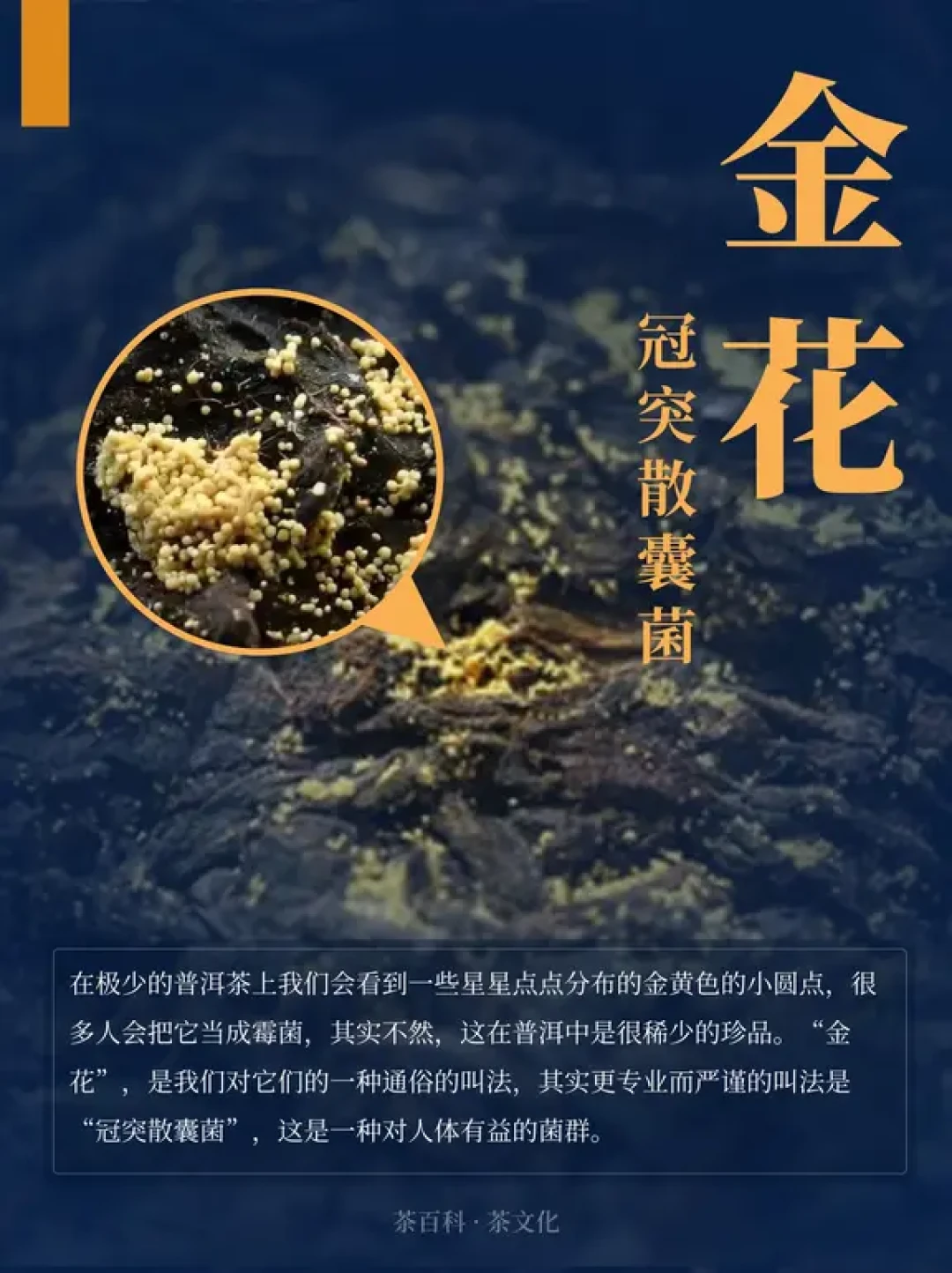 存了6年的白茶被台风搞发霉,舍不得扔:先把茶毫、白霜、金花、真霉分清楚再决定
