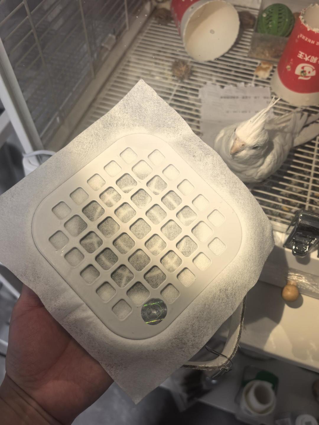 华西医院提醒后,看看家里的玄凤:打喷嚏不算事,出现这3个信号得去医院