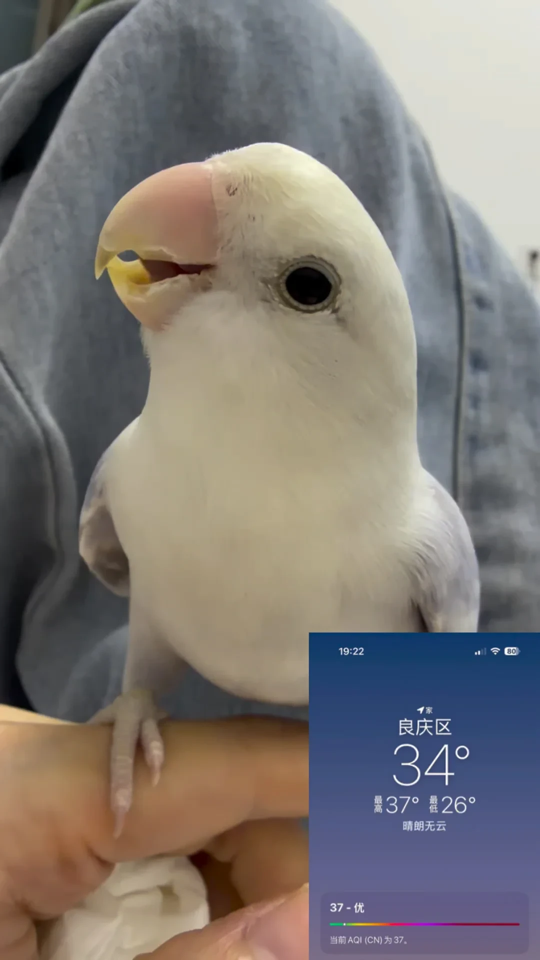 鹦鹉中暑进入高发期:别喂藿香正气水,别冲冷水,正确的救命顺序在这里