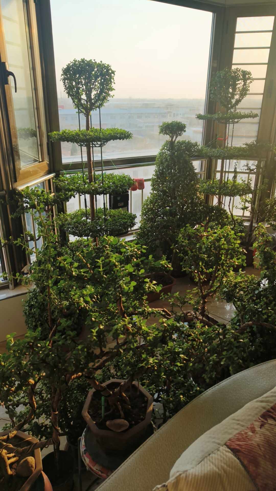 别急着买金枝玉叶造型老桩:剪枝+铝丝自己DIY,8月底正是窗口期