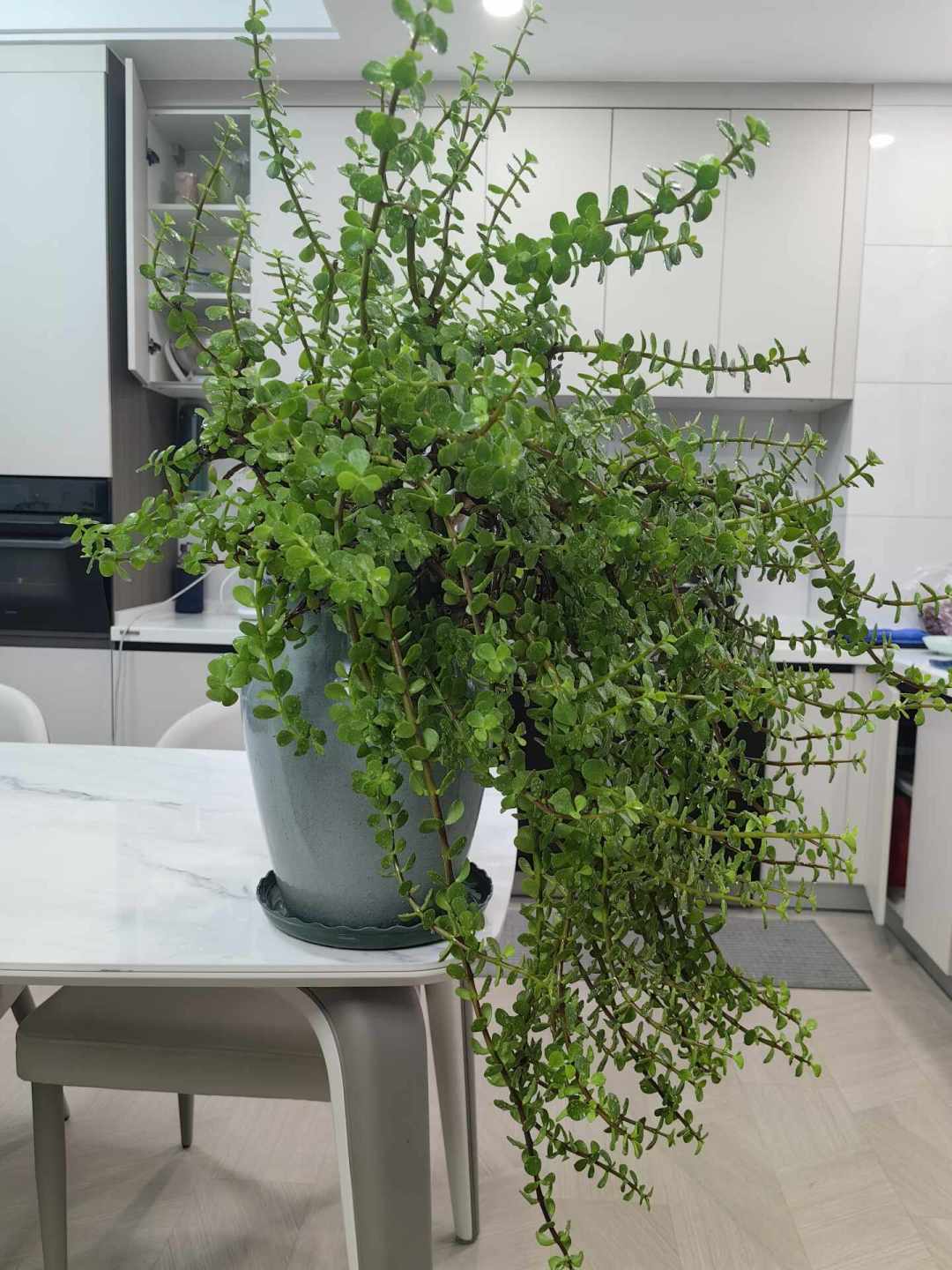 别急着买金枝玉叶造型老桩:剪枝+铝丝自己DIY,8月底正是窗口期
