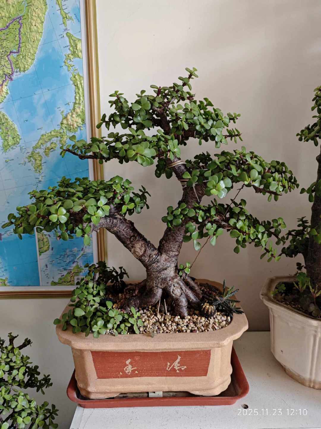别急着买金枝玉叶造型老桩:剪枝+铝丝自己DIY,8月底正是窗口期