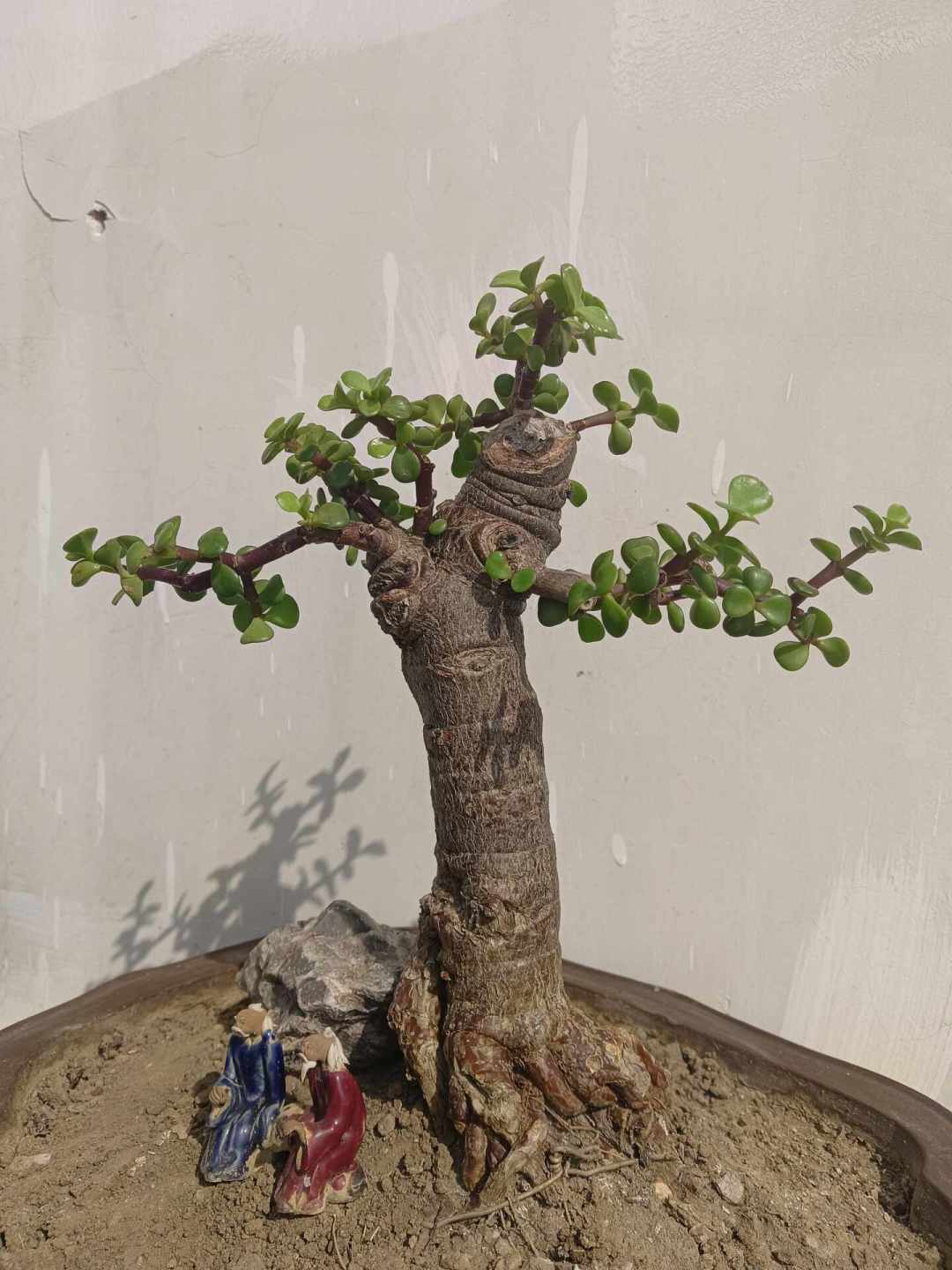 别急着买金枝玉叶造型老桩:剪枝+铝丝自己DIY,8月底正是窗口期