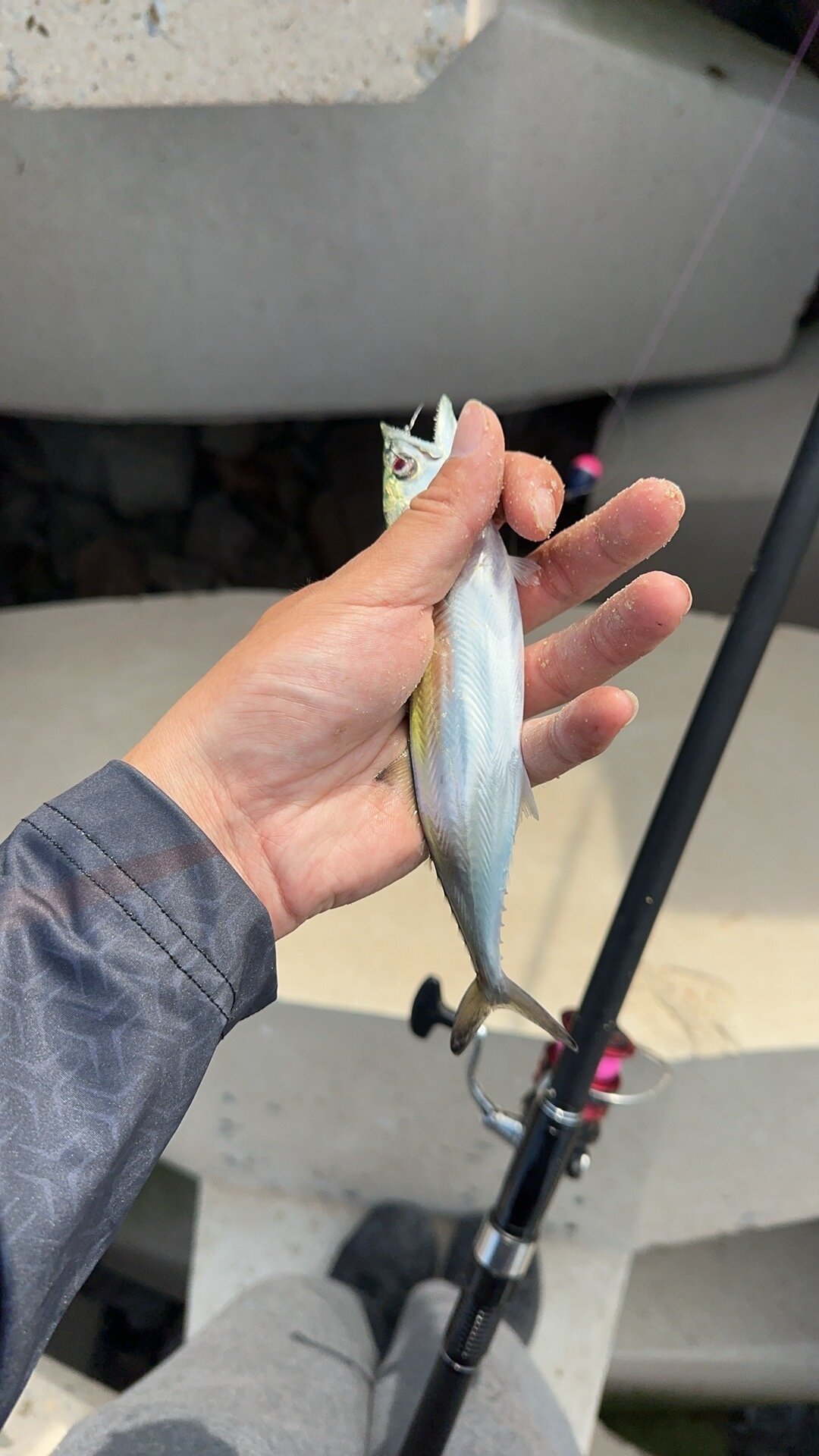 小鲅鱼已经靠岸，窗口期不等人：一根矶竿加一副串钩，8、9月岸钓正当时