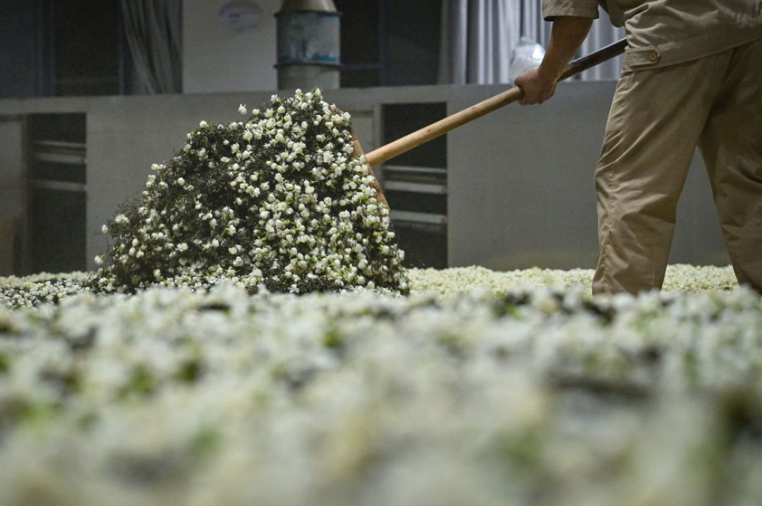 茉莉鲜花从2块涨到41块一斤:今年买