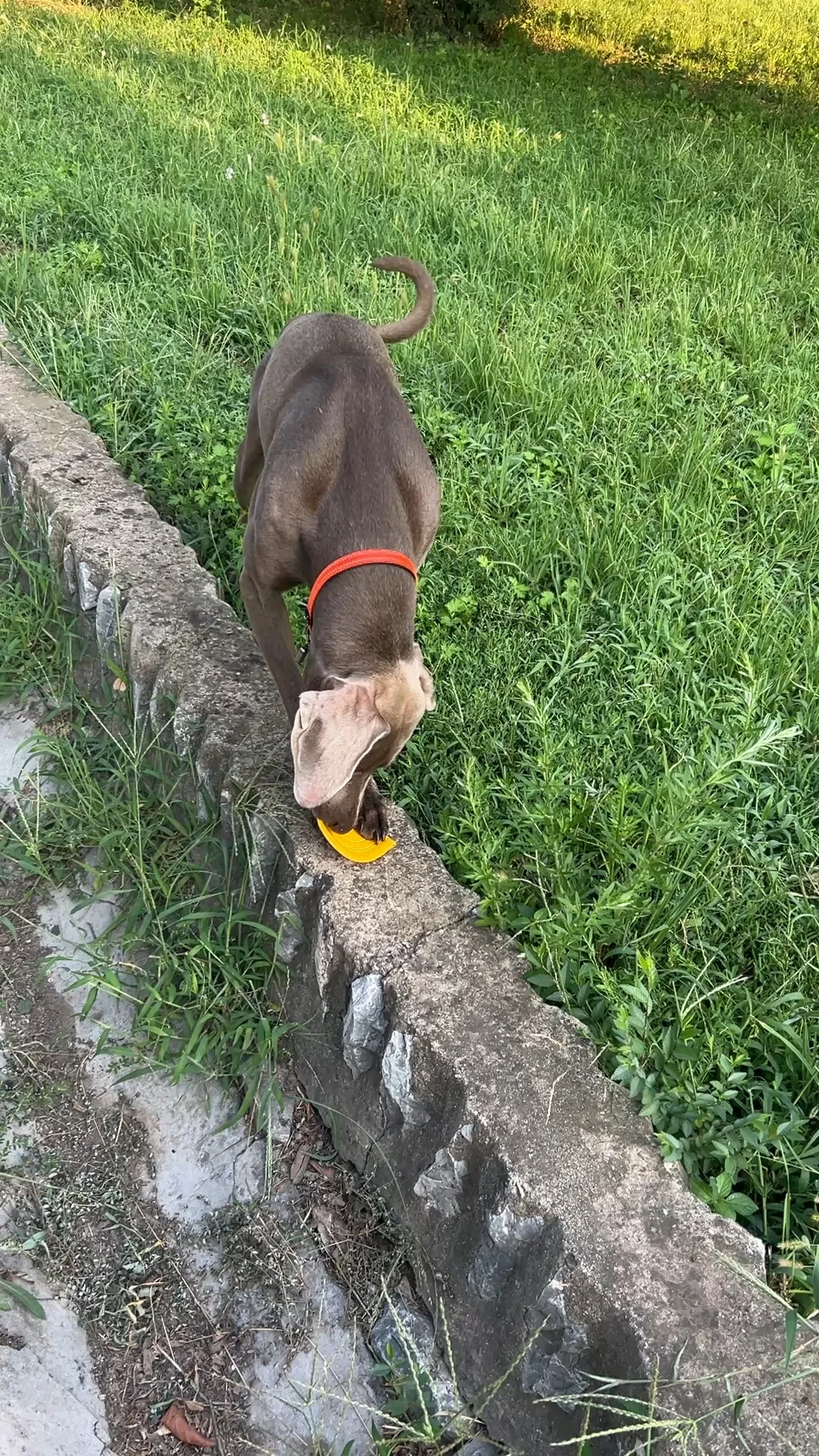狗飞盘避坑指南:人玩的硬飞盘先排除,剩下三类按狗挑,翻车记录替你翻完了